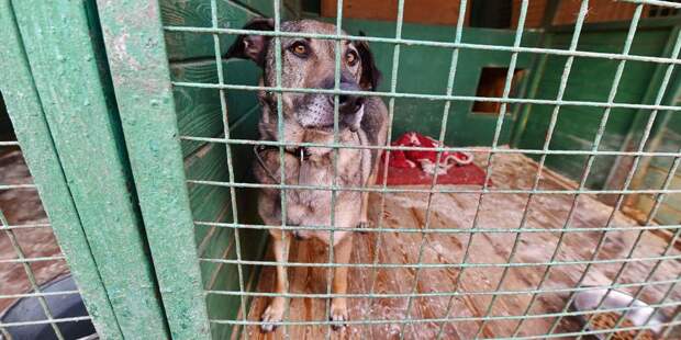 В приют на улице Искры подбросили двух собак