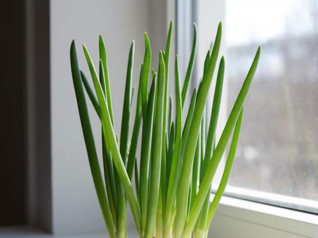 Сочные перья за неделю: два зимних способа получить зелёный лук прямо на подоконнике