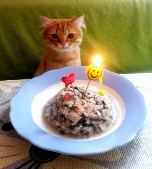 день рождения у кота