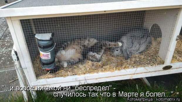 Лучшие котоматрицы недели (50 фото)