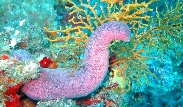 sea-cucumber-2064541_960_720.jpg