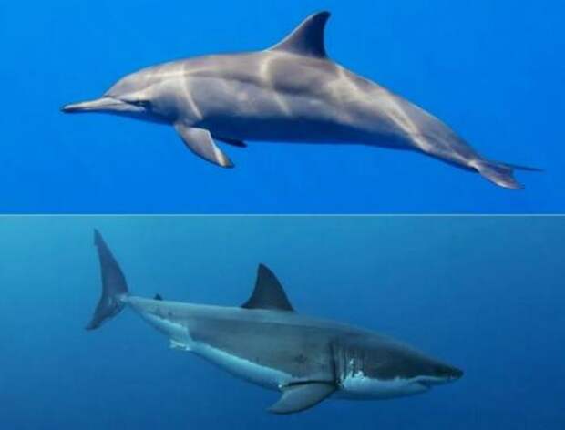 Основные заблуждения о дельфинах. Насколько опасен дельфин в открытом море: вся правда для туристов 04