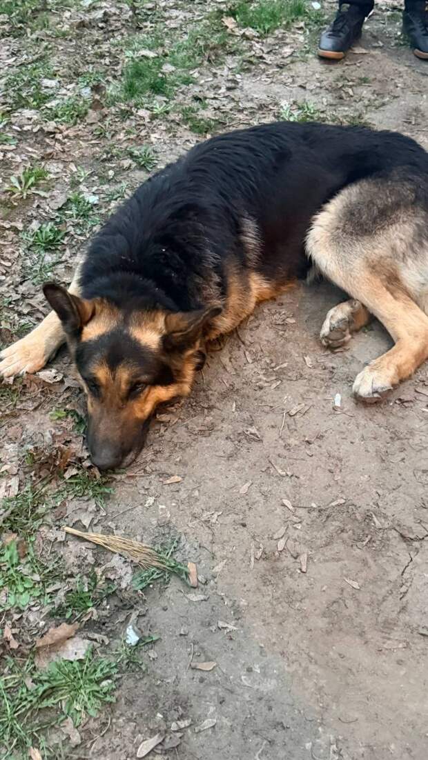 Помогите найти хозяев. Бегает в окрестностях конечной трамвая 9