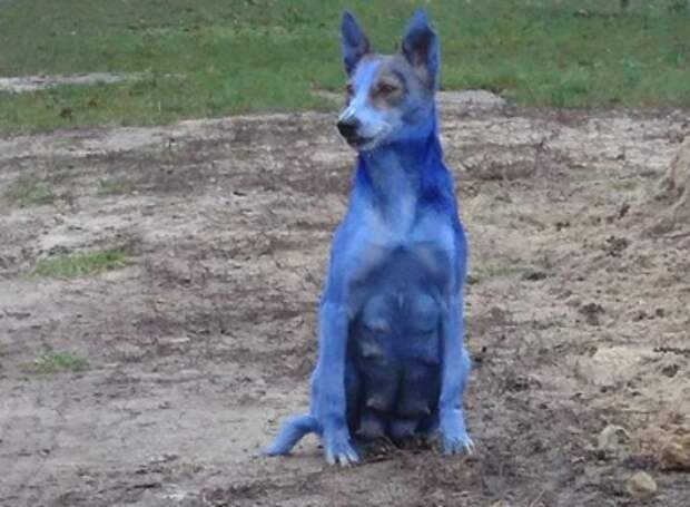 Почему собака синяя. Синяя собака. Собака синего цвета. Собака голубого окраса. Собака в голубом окрасе.