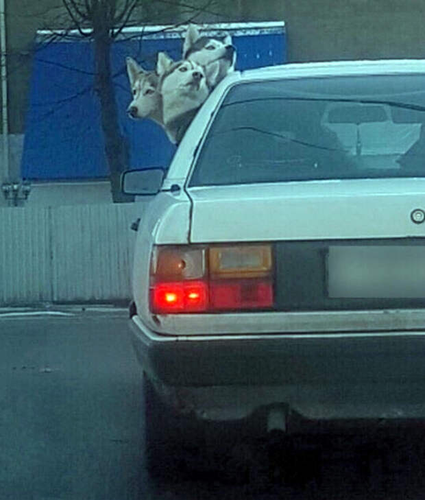 Трехголовая собака. | Фото: Picdeer. Трехголовая собака. | Фото: Picdeer.