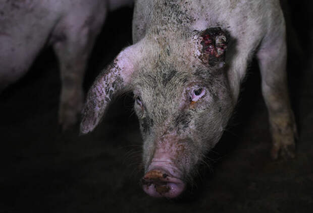 Жуткий фотопроект о жизни свиней на фермах