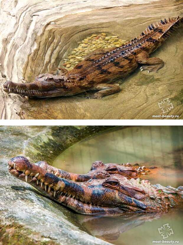 Гавиаловый крокодил. СС0