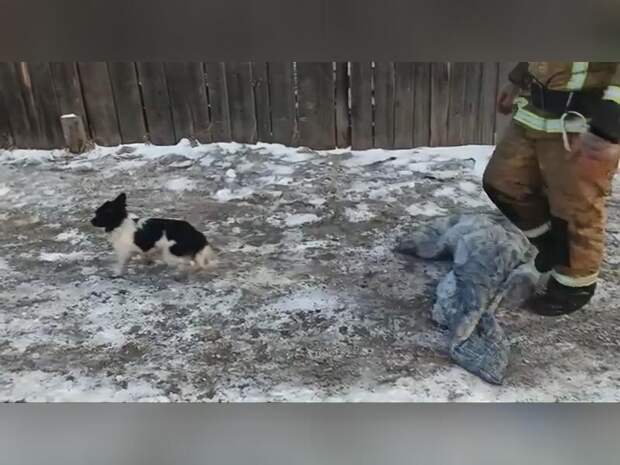 Читинские пожарные спасли двух детей, кошку и собаку из горевшей квартиры
