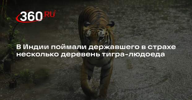 В Индии поймали тигра-людоеда