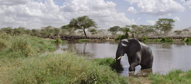 Клуб путешествий Павла Аксенова. Танзания. Elephant in river in Serengeti National Park, Tanzania. Фото lifeonwhite - Depositphotos