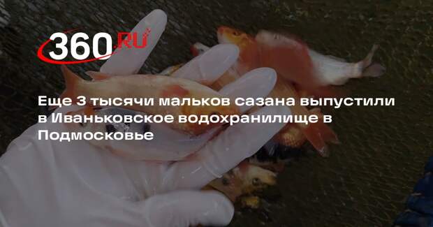 Еще 3 тысячи мальков сазана выпустили в Иваньковское водохранилище в Подмосковье