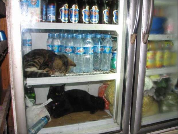 catfridge23 Коты в холодильниках