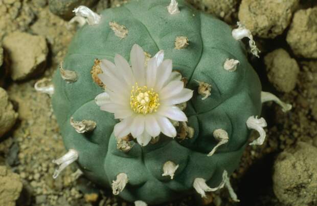 Россиянам пригрозили тюрьмой за выращивание кактусов