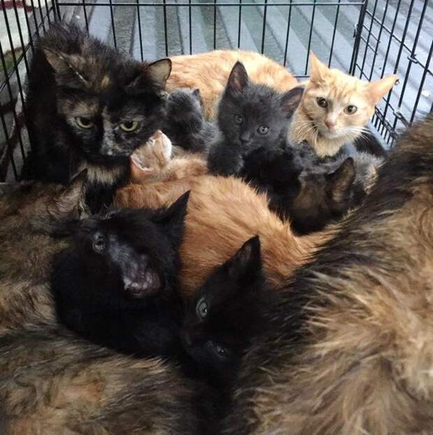 13 брошенных котят и кошек ютились в грязной клетке истории спасения, котята, кошки, помощь животным, спасение животных
