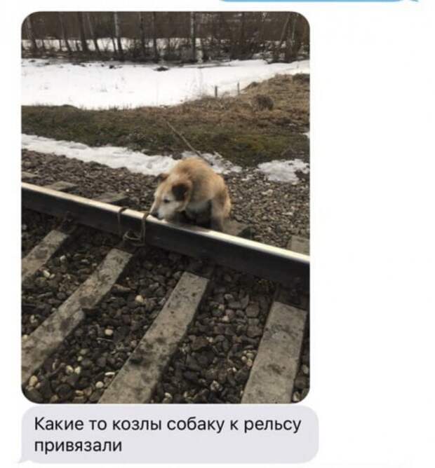 Ради спасения привязанной к рельсам собаки машинист остановил поезд у станции Антропшино происшествия, собака, факты