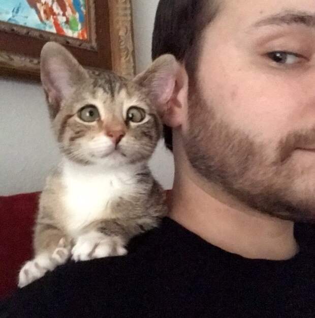 Без кота и жизнь не та