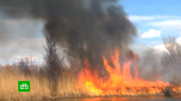 В Алтайском крае на территории Завьяловского заказника бушует лесной пожар