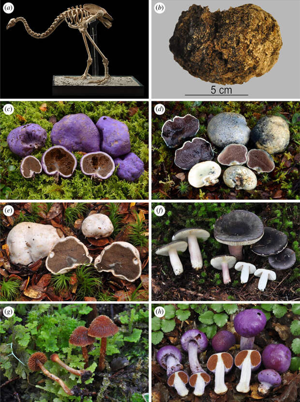 Рис. 1. Cкелет и копролит лесного малого моа, а также виды грибов, ДНК которых была найдена в копролитах