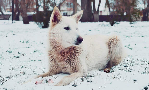 Собака из Волоколамска сама села на электричку, приехала в Москву и очень быстро нашла новый дом