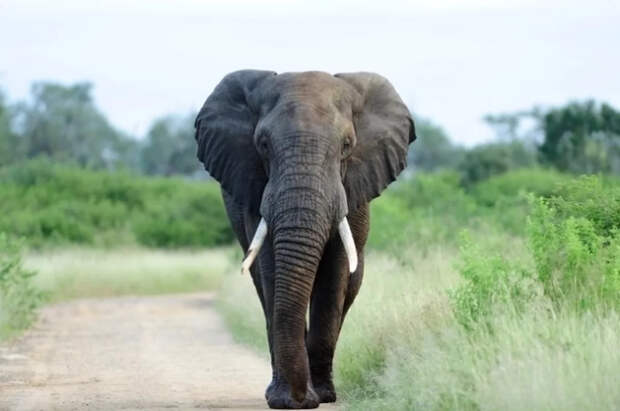 Слон атаковал сафари-джип с британцами в Танзании