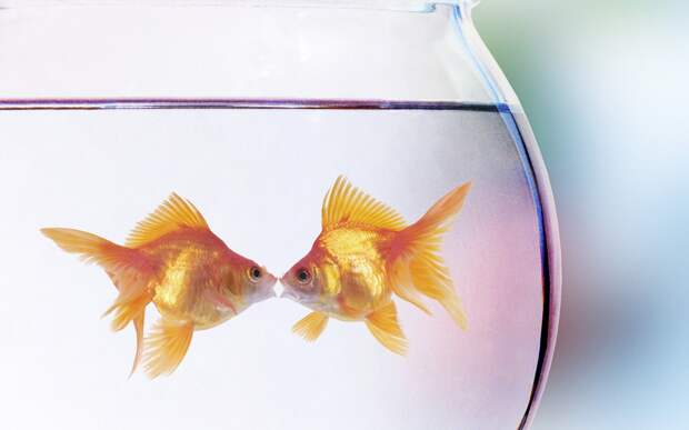 золотая рыбка в аквариуме фото