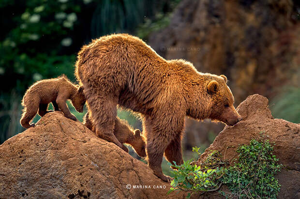 Медведицы и медвежата - 20 дивных фотографий-202