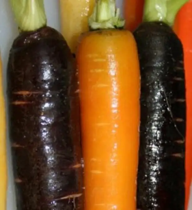 Черная морковь фото что это