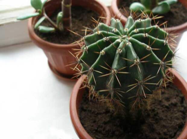 Эхинопсис- известный многим комнатный кактус