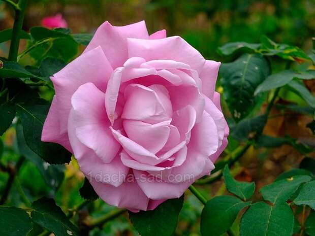 Фото шикарных роз из королевского парка 9