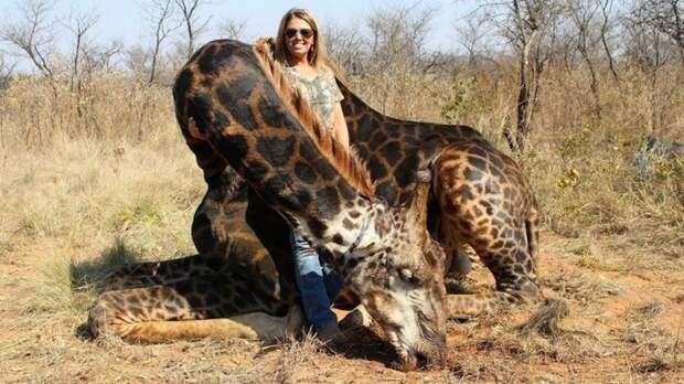 На фотографиях изображена Тэлли, стоящая рядом с мертвым жирафом животные, жираф, интернет, кошмар, люди, охота