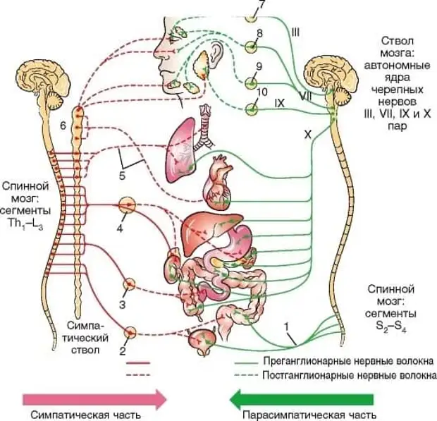 Вегетативные части тела. Нервная система человека схема симпатическая и парасимпатическая. Симпатическая нервная система анатомия схема. Парасимпатическая нервная система схема. Парасимпатическая система вагус.