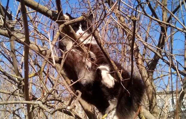 Ветеринар рассказал об опасных для животных растениях на даче