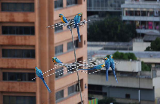Эскадрильи попугаев ара над столицей Венесуэлы Самая распространенная картина, которую можно постоянно лицезреть в Каракасе, - это сидящие на выступах высотных зданий или взгромоздившиеся на антенны попугаи ара. попугай ара Венесуэла Каракас