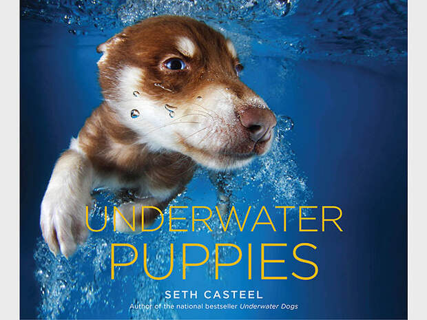 Underwater Puppies