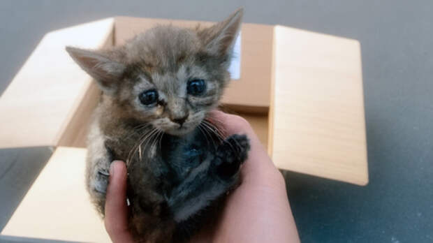 Котёнок из коробки