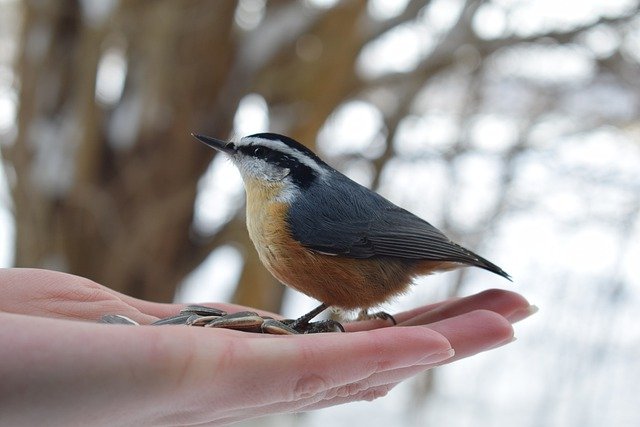 Фото: pixabay.com