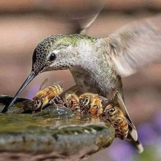 Пчелы и колибри, пьющие из одного источника