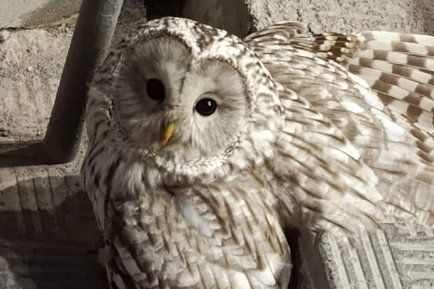 Редкая сова упала под ноги жительнице новосибирского Академгородка