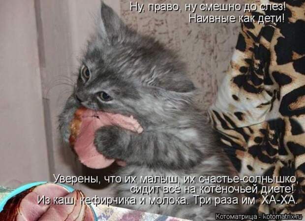 Лучшие котоматрицы недели