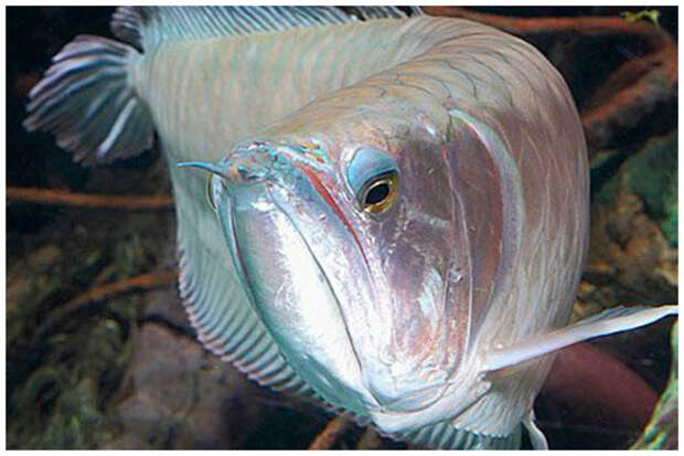 Еще одна особенность рыбки в том, что ее правый газ смотрит вниз. аквариум, богато, дорого, идиоты, необычно, рыбка, факт