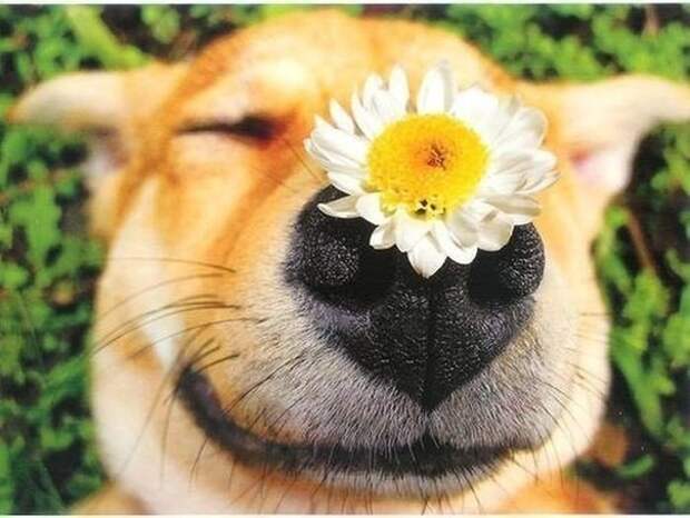 Картинки по запросу фото довольный пес