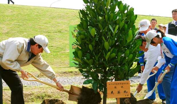 Эффективные методы обработки деревьев весной в саду для защиты от болезней и вредителей