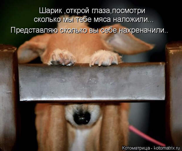 kotomatritsa_V (2) (640x532, 214Kb)