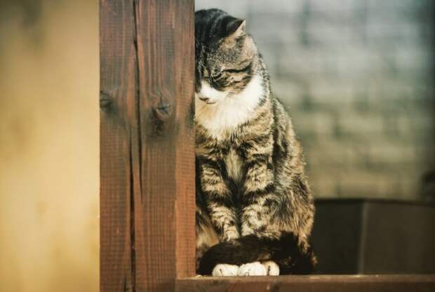 Горожанам запретили держать дома больше двух котов ynews, власти, кот, правила, собака, тольятти, штраф