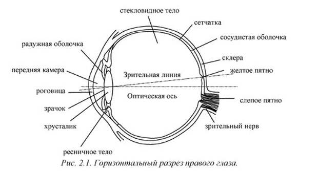 Строение глаза