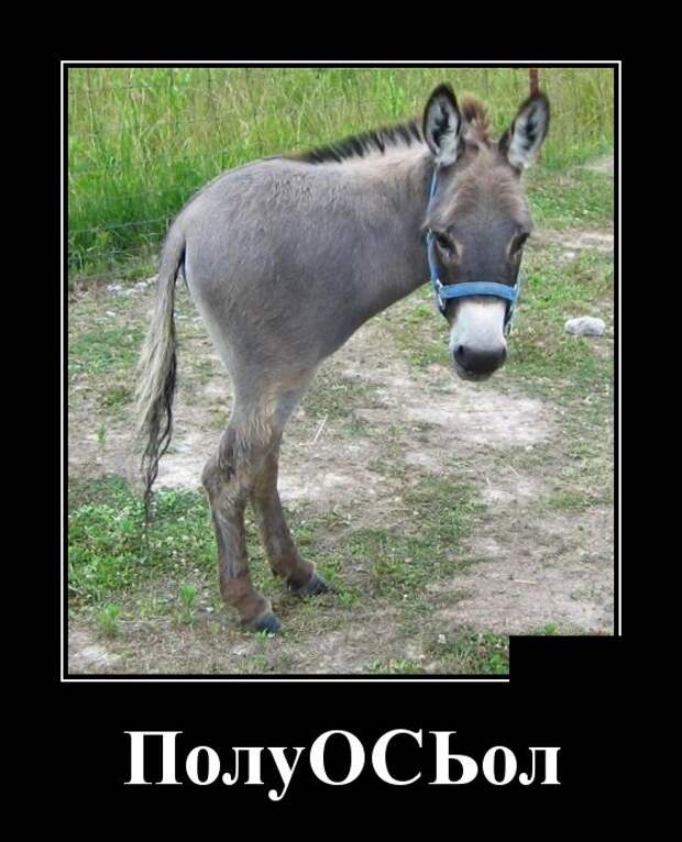 Демотиваторы (30 фото)
