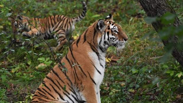 Стало известно число амурских тигров в России