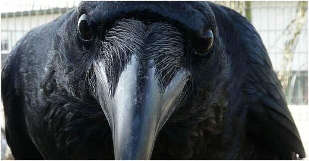 Имеют ли вороны свое собственное сознание?