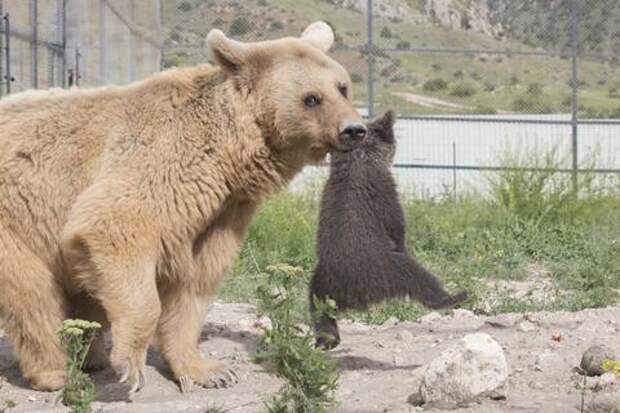 http://goodnewsanimal.ru/_nw/70/01537293.jpg