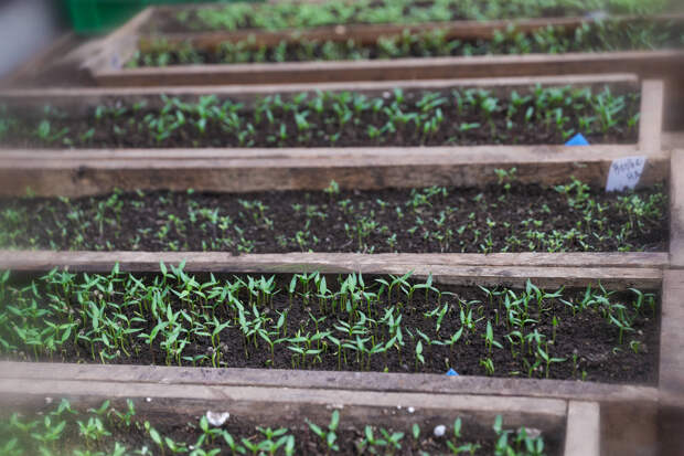 Мартта нинди яшелчә рассадаларын утыртып өлгерергә кирәк